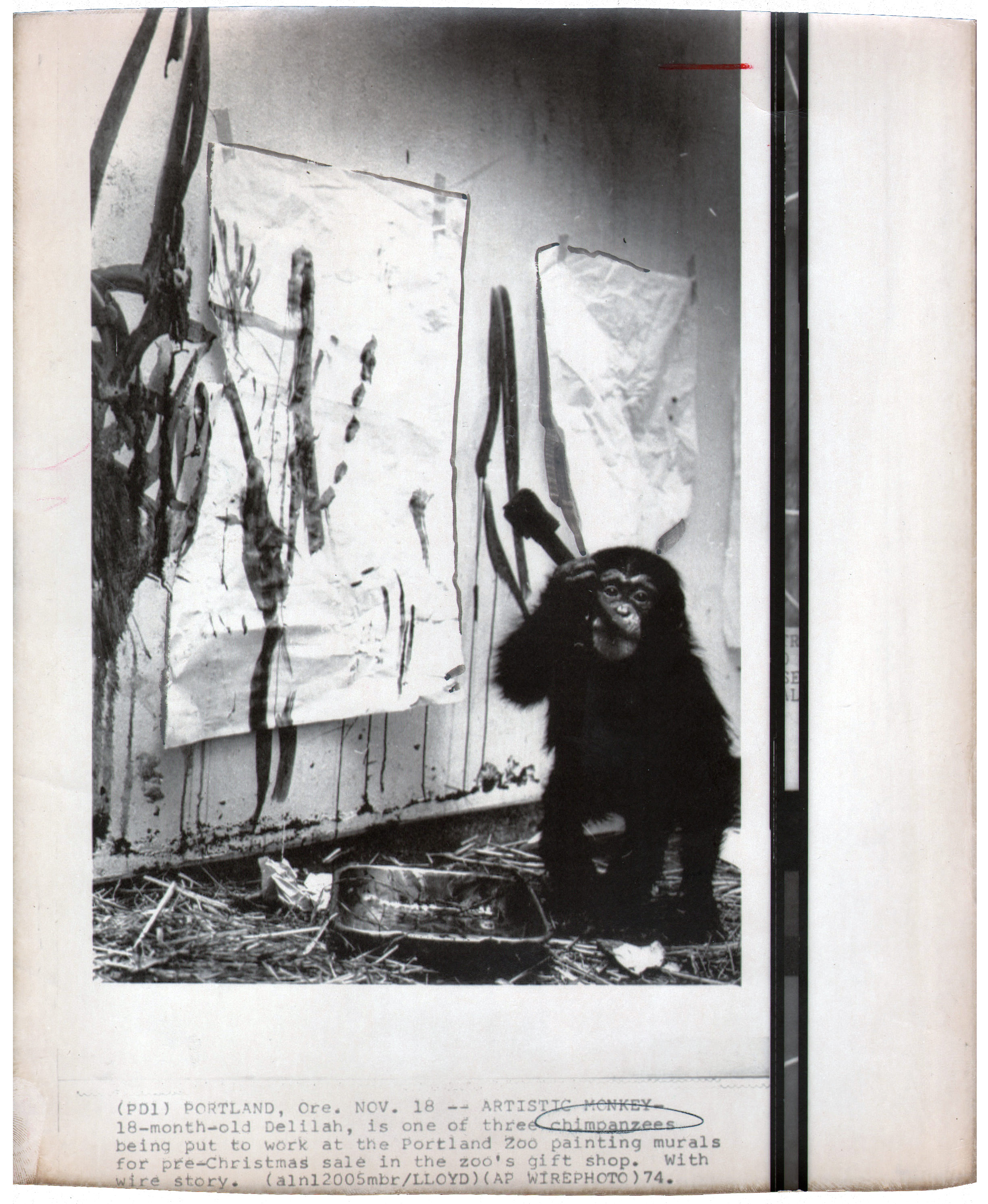 Chimpanzee artists - Artistic Monkey, 1974