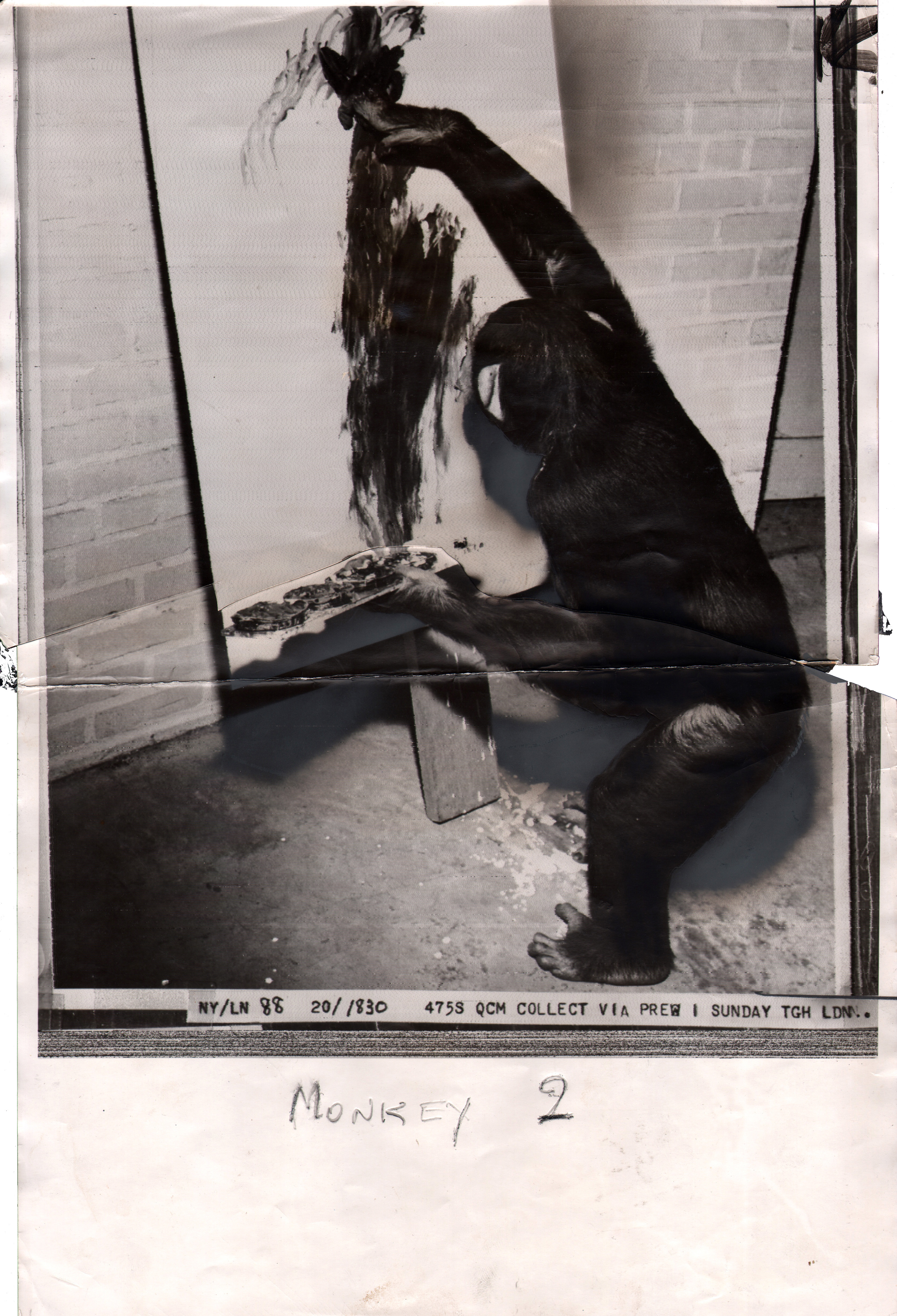 Chimpanzee artists - Beauty, A Three-Year Old Chimpanzee Busily At Work In Her «Studio» in Cincinnati Zoo, 1961