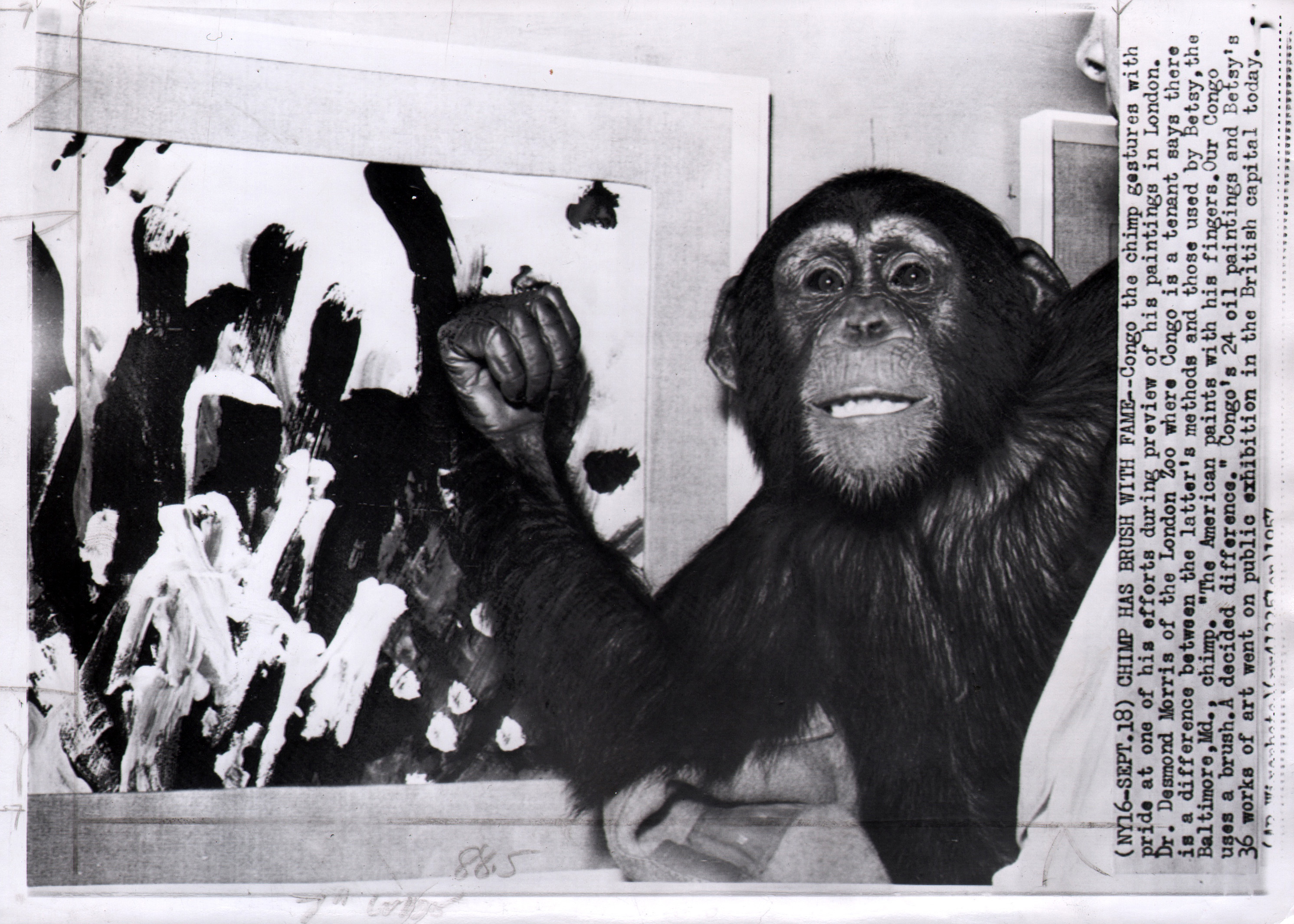 Chimpanzee artists - Chimp Has Brush With Fame, 1957