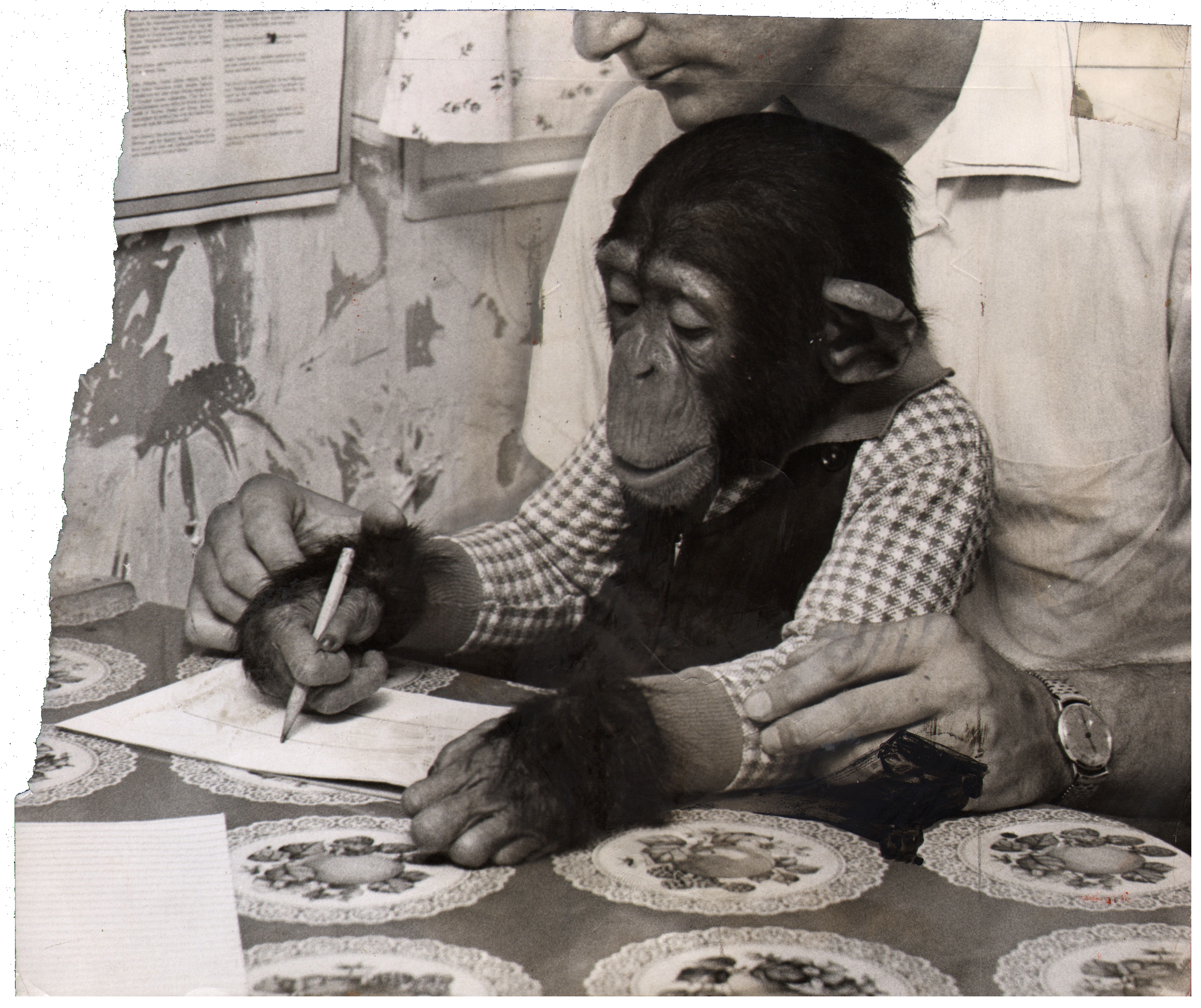 Chimpanzee artists - Chimpanzee Sitting on Man's Lap and Drawing, 1959