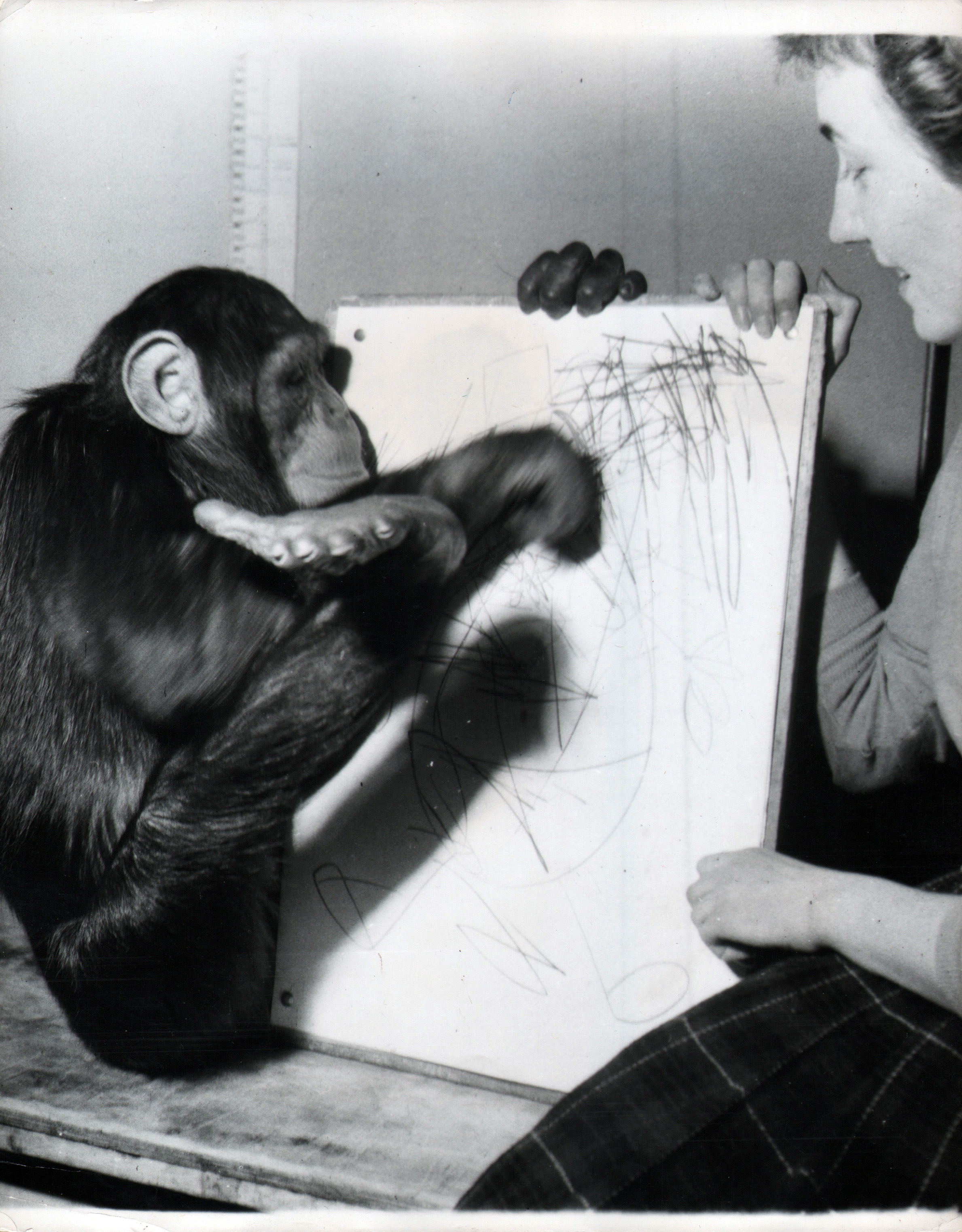 Chimpanzee artists - Sally the Chimp Turns the Tables and Becomes an Artist / Who Draws Who at the Zoo : Sally Takes to Art, 1960