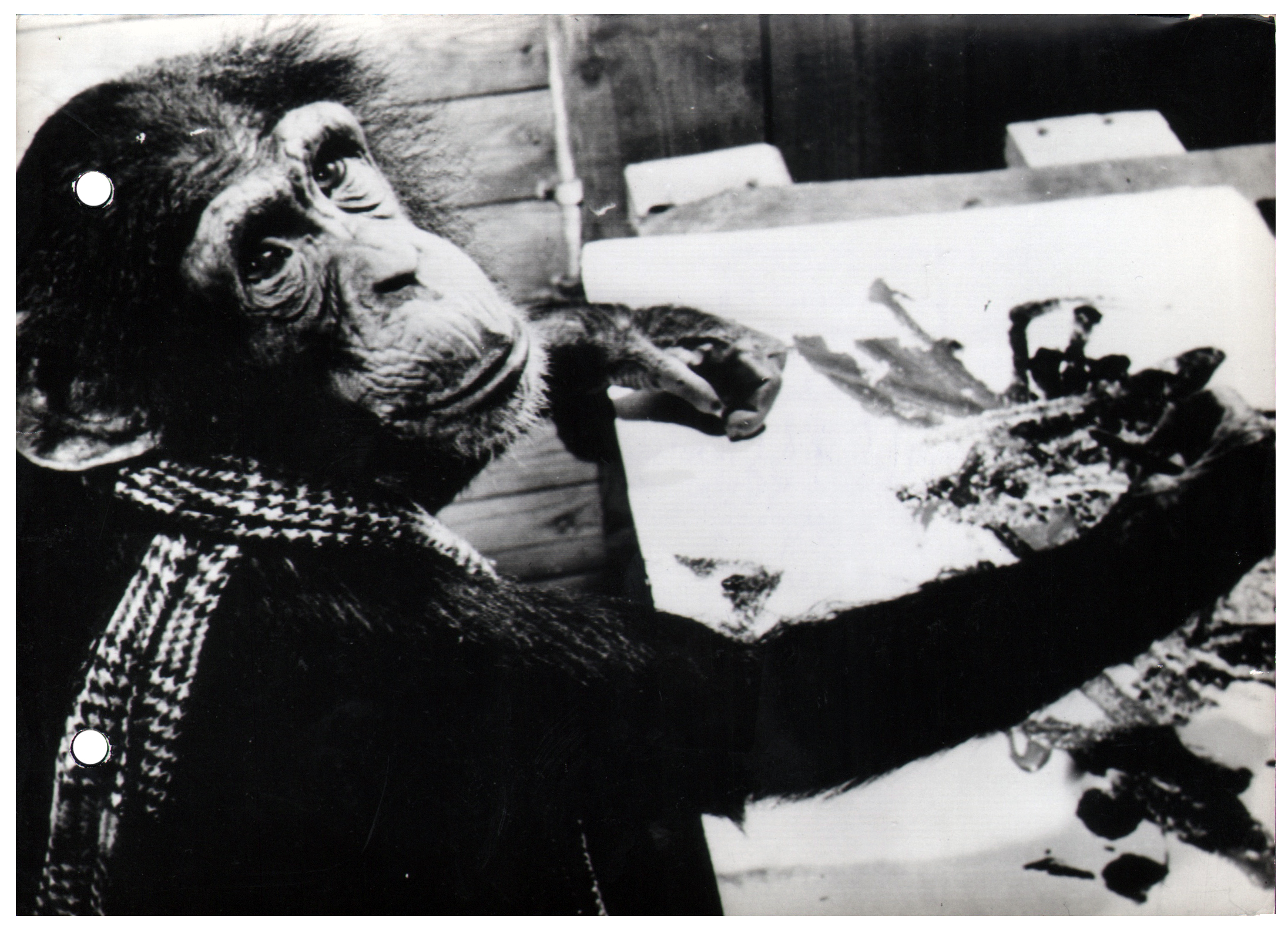 Chimpanzee artists - 