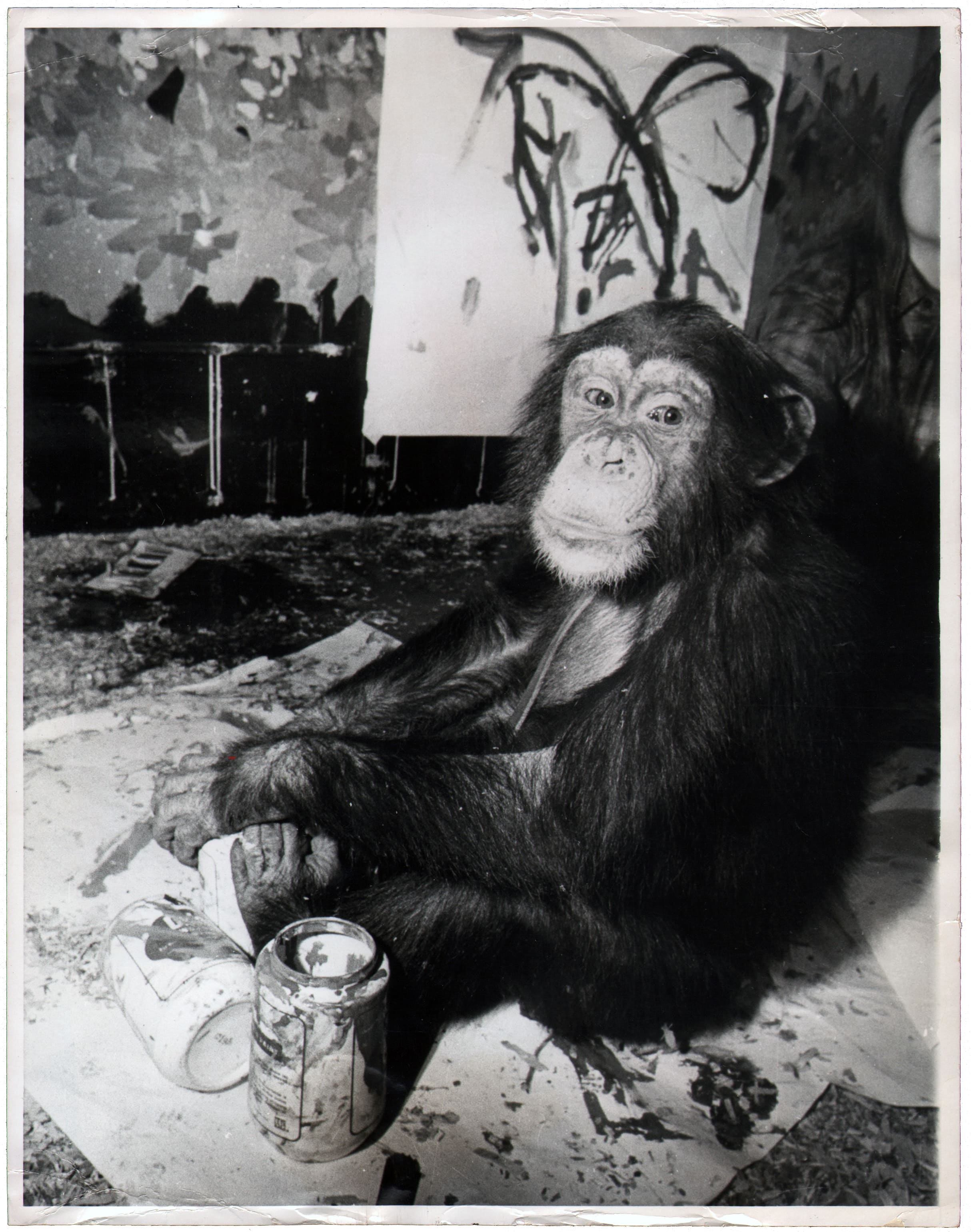 Chimpanzee artists - The Zoo School, 1976