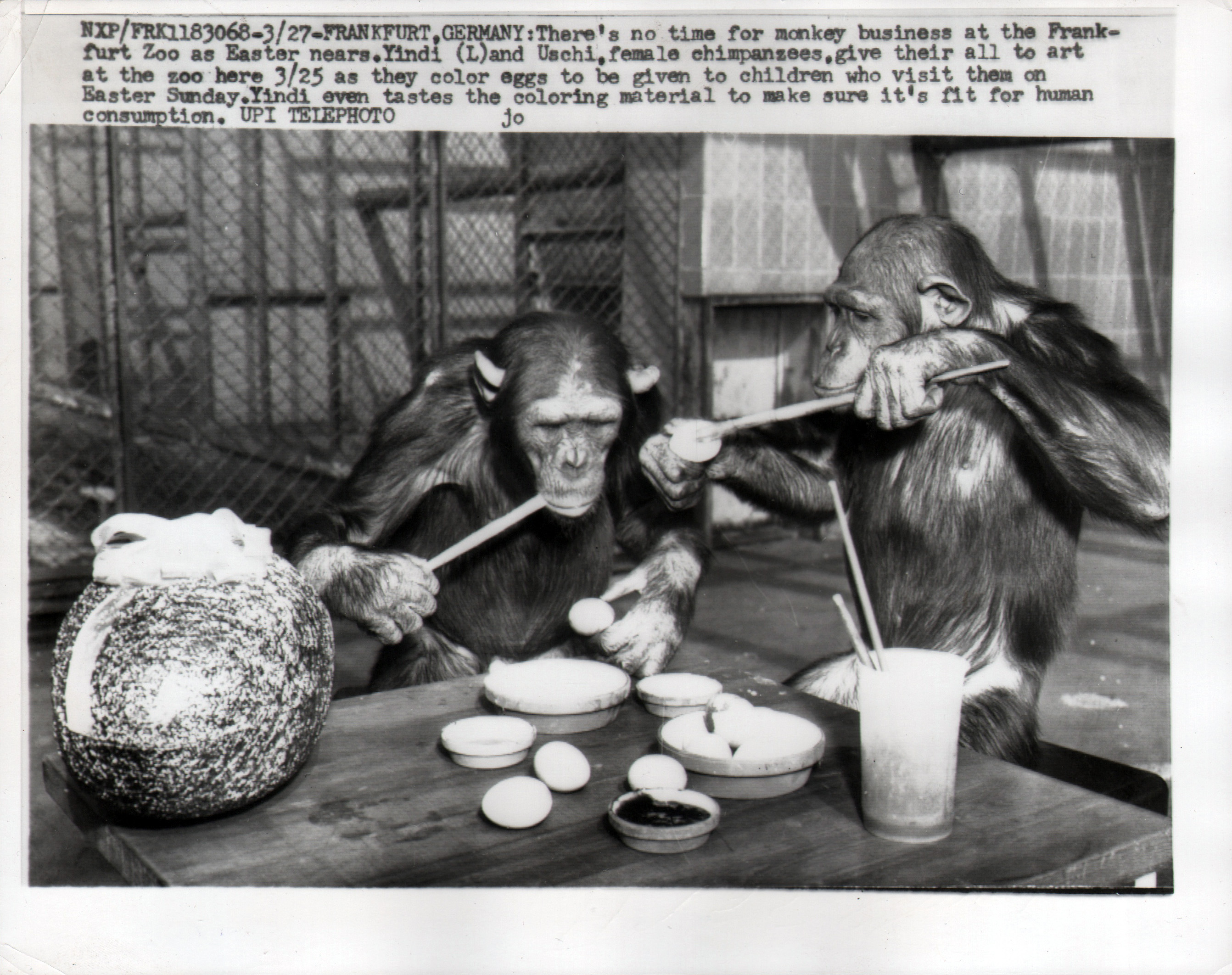 Chimpanzee artists - There's No Time for Monkey Business at the Frankfurt Zoo as Easter Nears, 1959