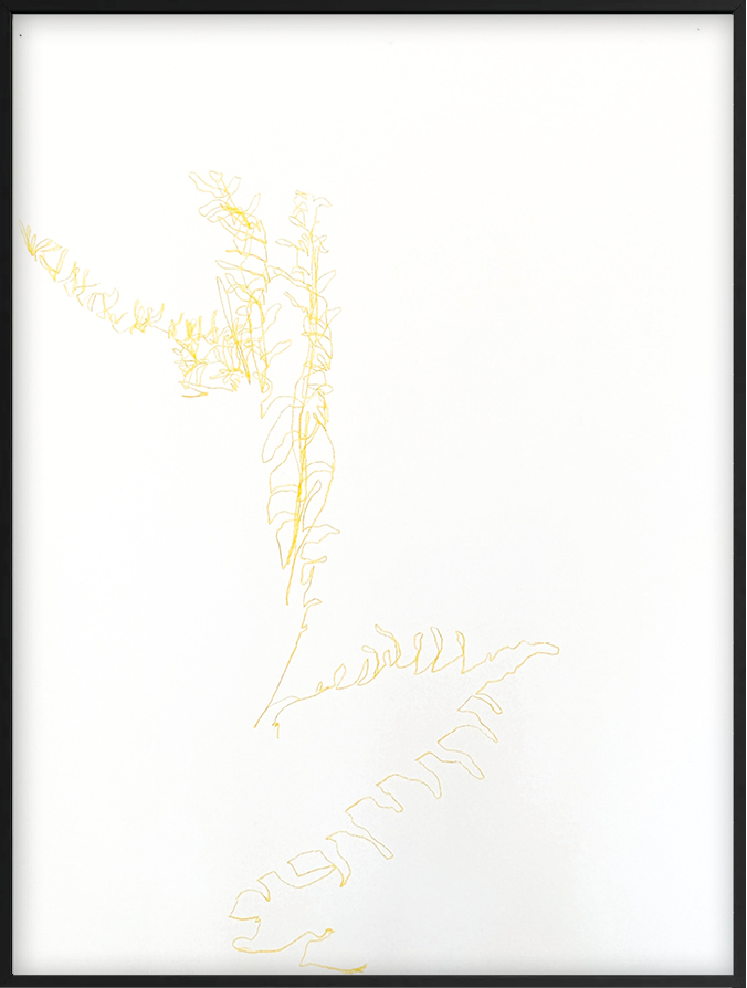 Cari Gonzalez-Casanova - Asplenium trichomanes, 13 mn 16 s, 2024