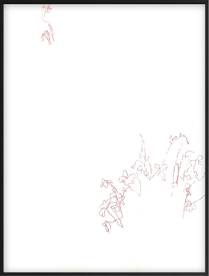 Cari Gonzalez-Casanova - Geranium thunbergii, 11 mn 41 s, 2024