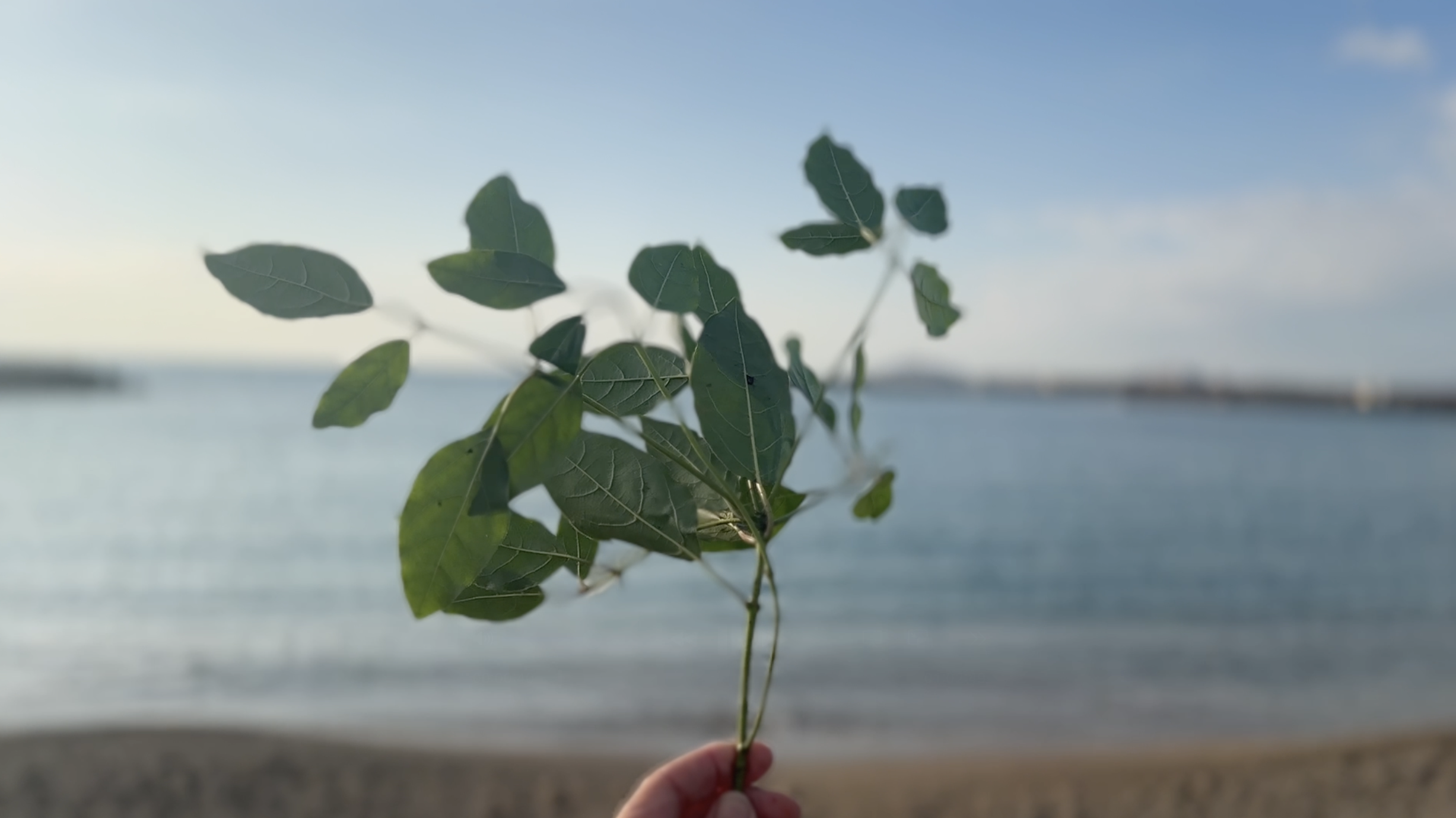 Cari Gonzalez-Casanova - Lemanja, 2025