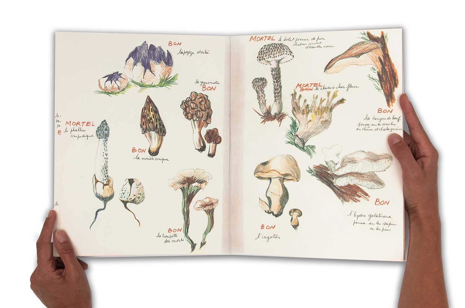 Ma collection de champignons bons et de champignons mortels, 1973/2011 - Vue suppl&eacute;mentaire