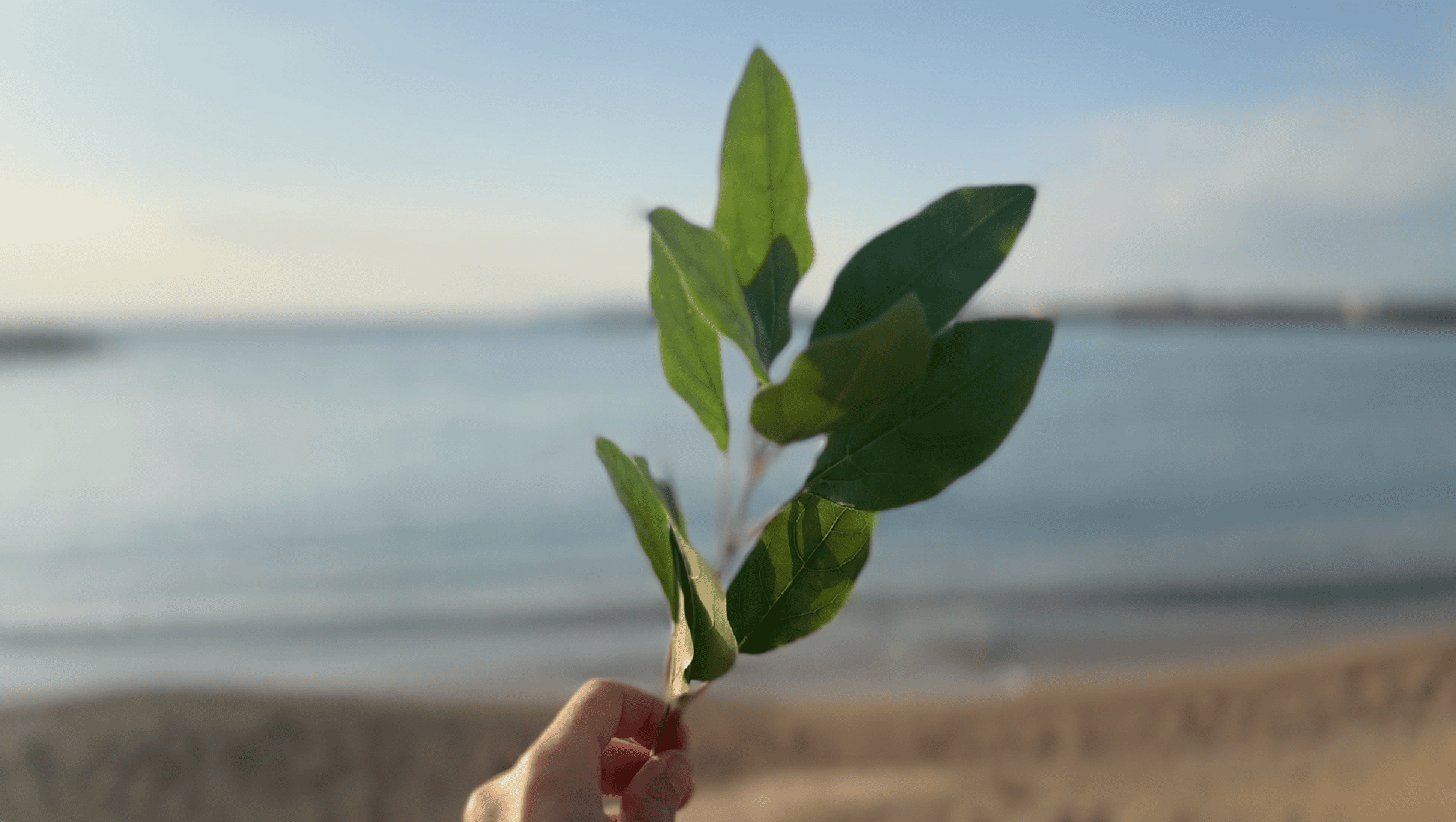 Cari Gonzalez-Casanova - Lemanja, 2025