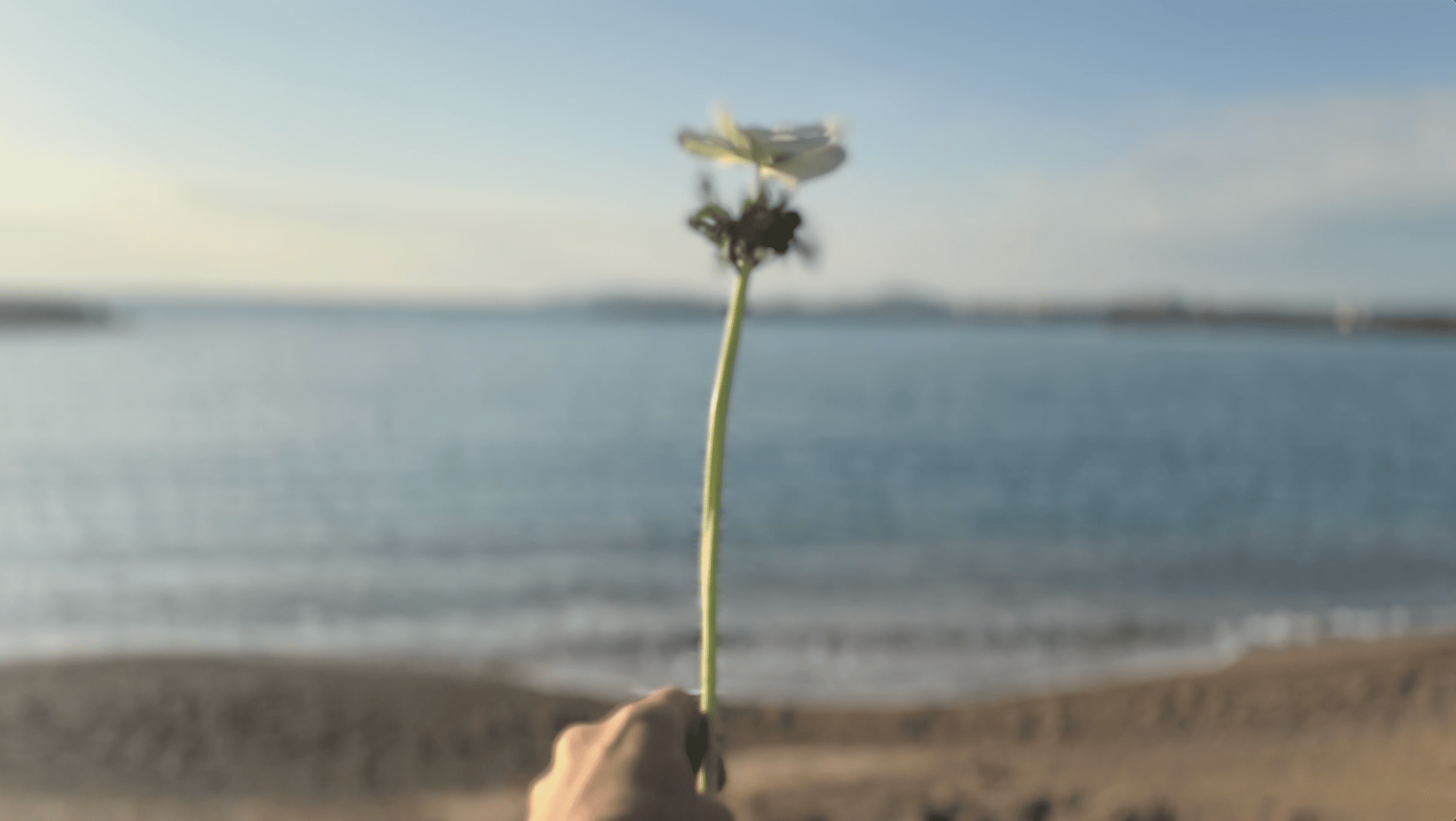 Cari Gonzalez-Casanova - Lemanja, 2025